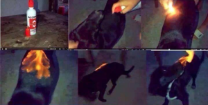 bruciato vivo_cucciolo bruciato vivo_cucciolo