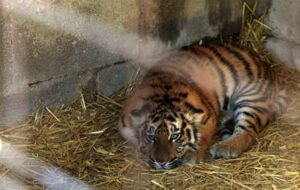 tigre tigre