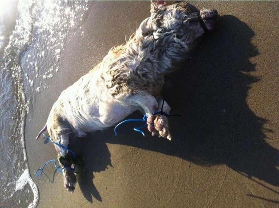 Terracina, cagnolina gettata nel fiume in piena Terracina, cagnolina gettata nel fiume in piena