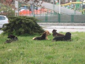 cani randagi5 (Large)