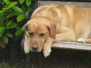 care rapito care rapito