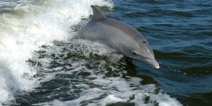 delfini Enpa