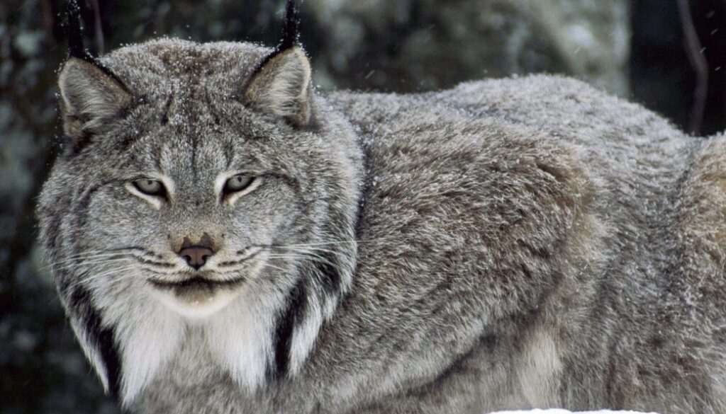 Lince canadese (2)