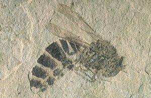 Ape fossile studiata con la Tac