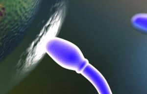 Magnetosperm
