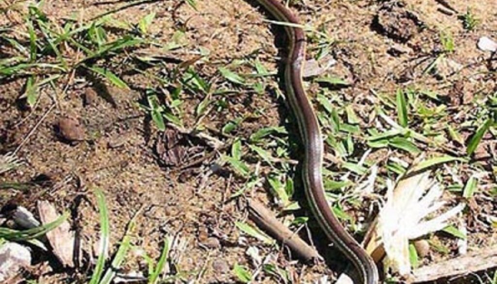 serpente nel parco