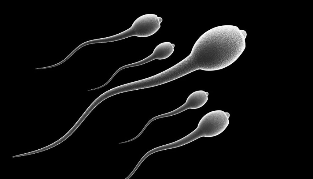spermatozoi
