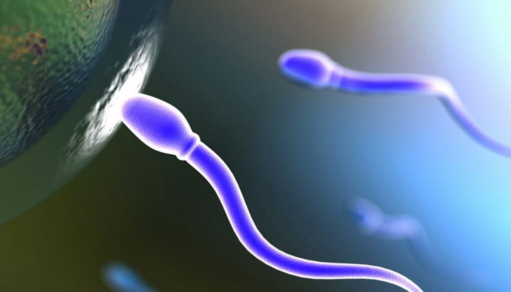 spermatozoi