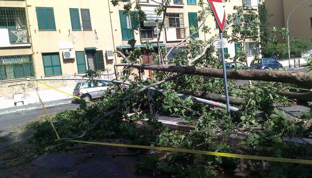 via albona albero sradicato 02