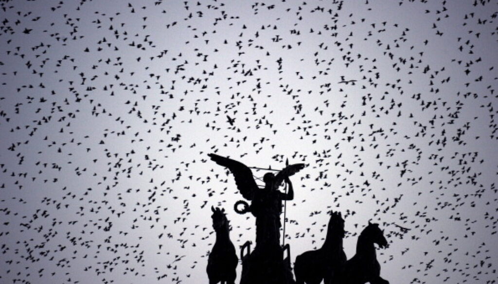 Flocks of starlings fly over Piazza Vene
