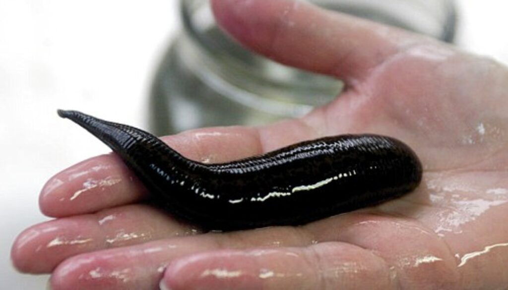 sanguisuga Hyrudo medicinalis 3