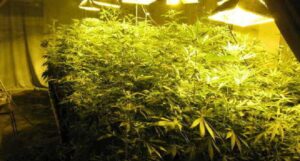 scoperta serra di marijuana a Nettuno