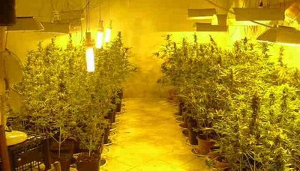 serra di marijuana a Mentana