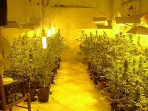 serra di marijuana a Mentana