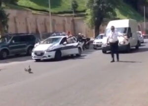 I Vigili fermano il traffico del Centro per far attraversare delle papere