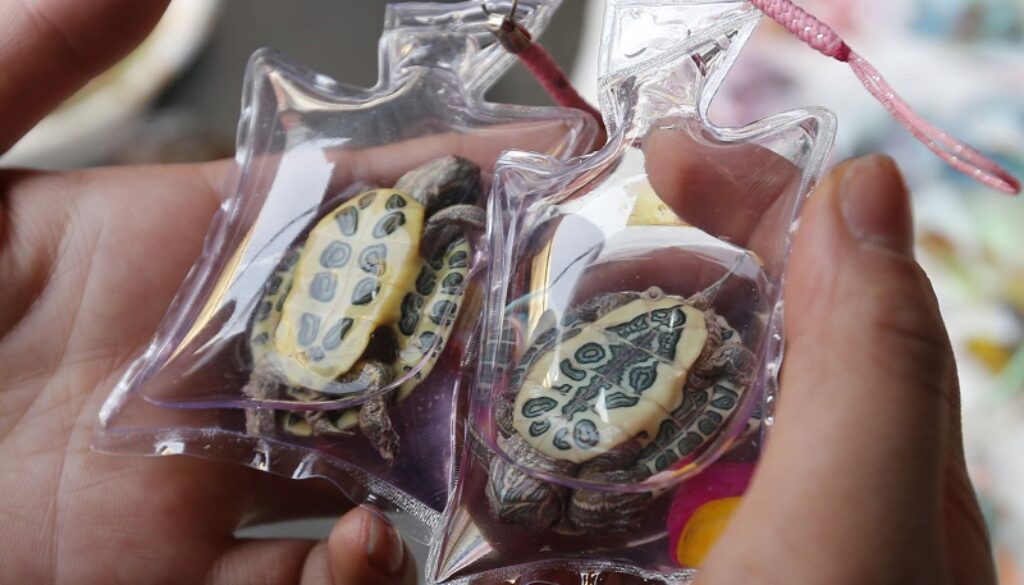 A woman checks turtles in small plastic bags before buying them from a vendor at a shopping district in Beijing