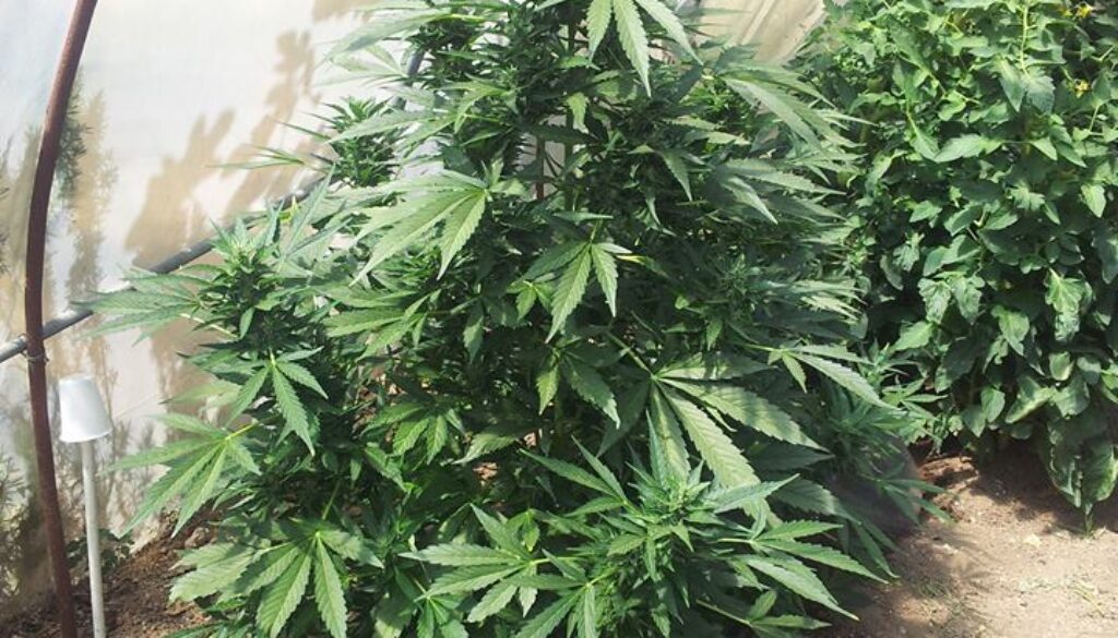 coltivava marijuana in una serra a Fidene