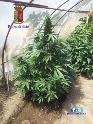 coltivava marijuana in una serra a Fidene
