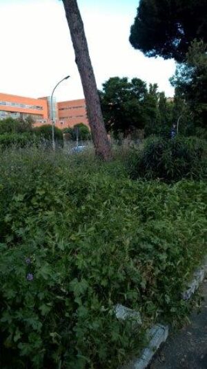 difendiAmo Roma