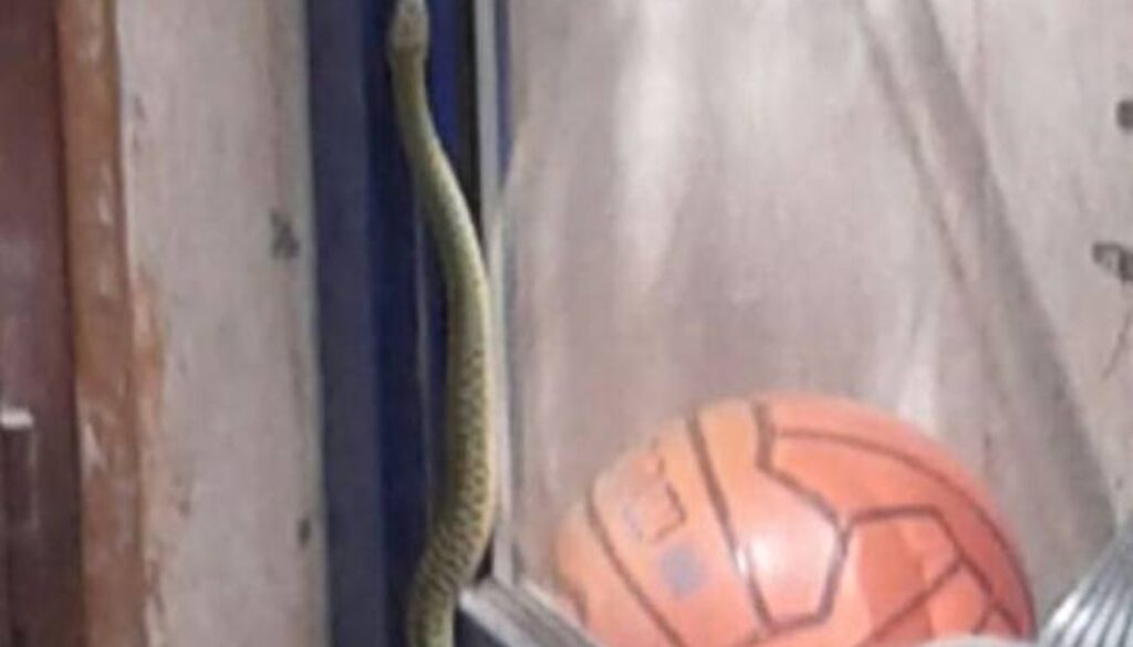due serpenti in una scuola materna a Testaccio
