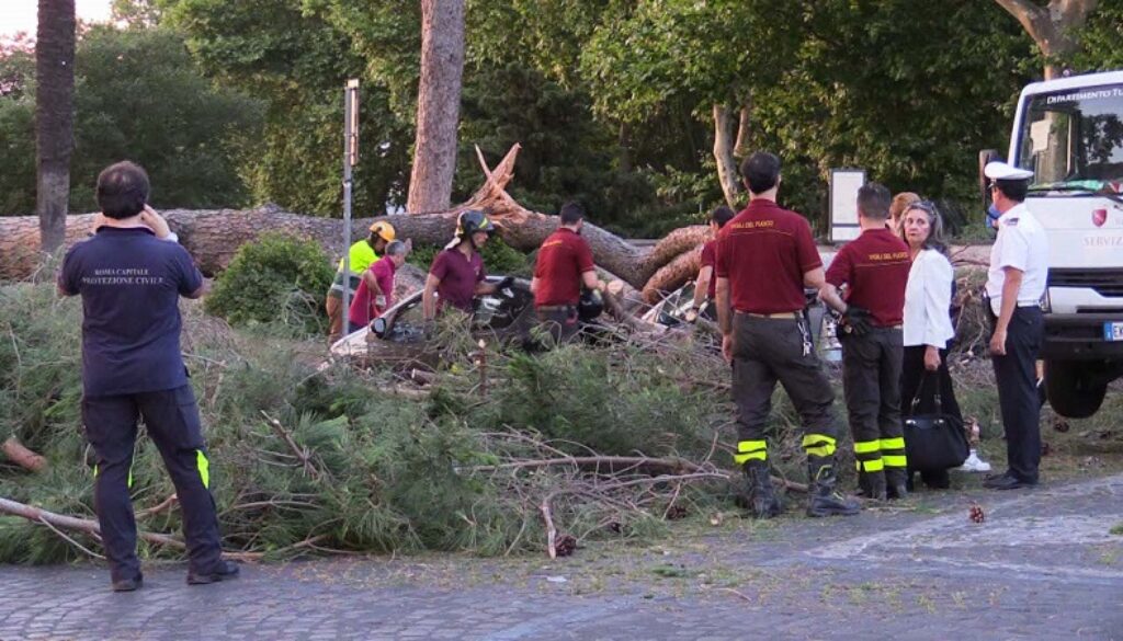 alberi caduti a roma
