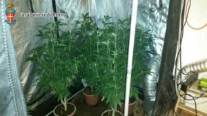 coltivava droga in cantina a Grottaferrata