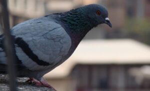 danni alla casa provocati dai piccioni