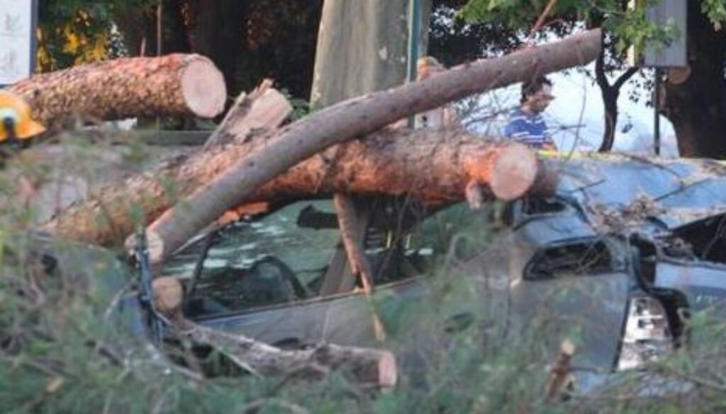 grosso pino cade su auto e scooter al Gianicolo