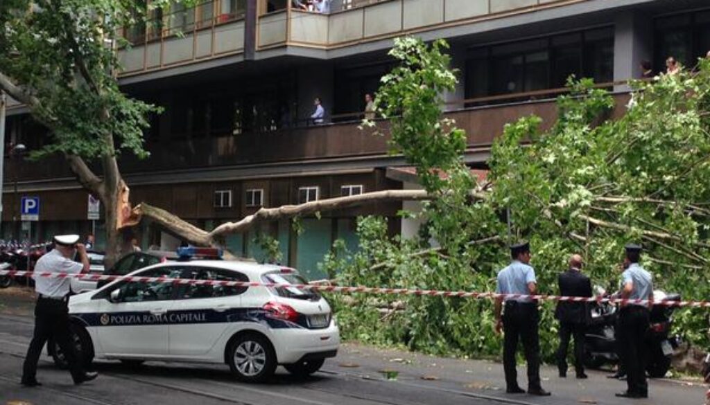grosso ramo crolla a viale Regina Margherita