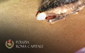 larve di insetti nella frittura di pesce2