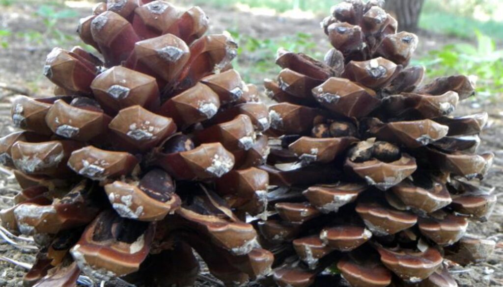raccolse delle pigne a Torre Maura