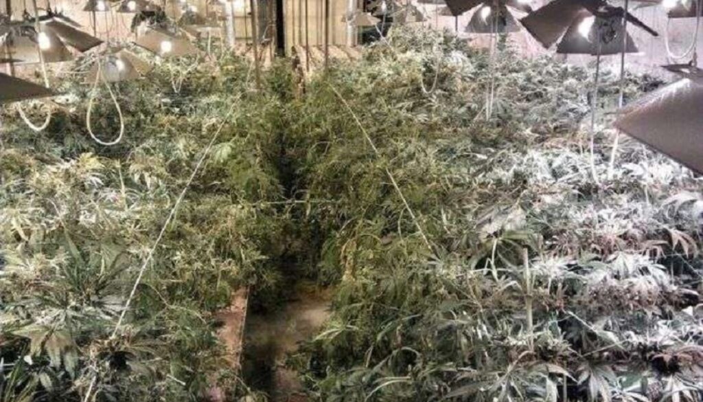 DROGA: GDF A ROMA SCOPRE COLTIVAZIONE HASCISC DI 7 ETTARI
