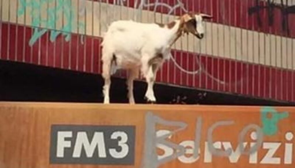 una capra sale sul tetto della stazione Valle Aurelia