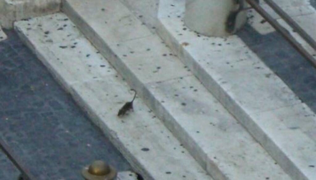 La Fontana di Trevi è invasa dai topi