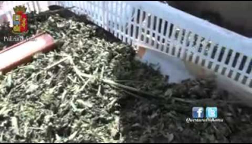Coltivavano ortaggi e marijuana vicino Lanuvio, arrestati padre e figlio – VIDEO