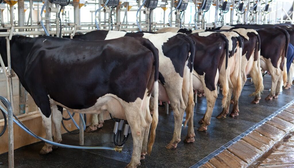 Cow milking facility