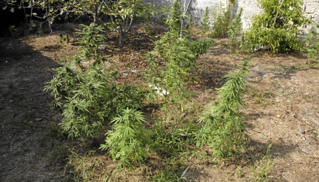 wpid-sequestro-marijuana-2.jpg