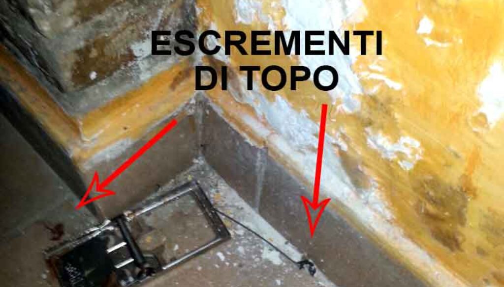 FOTO1