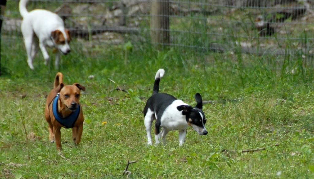 area cani a pomezia