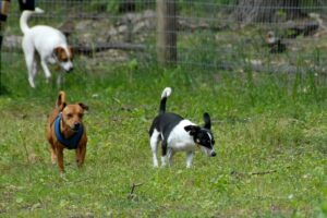 area cani a pomezia