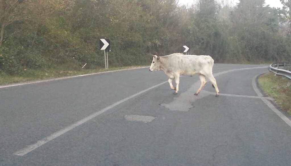 bovini in strada a carpineto