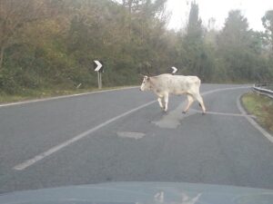 bovini in strada a carpineto