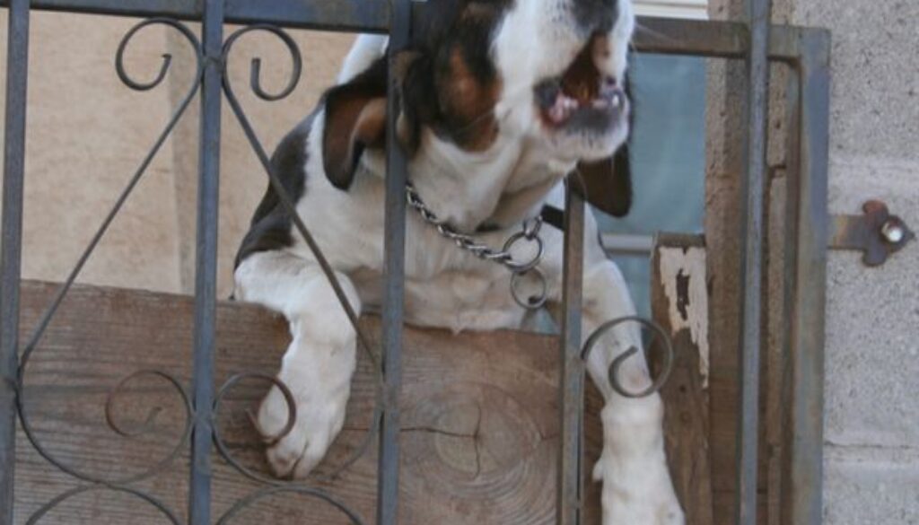 cani che abbaiano