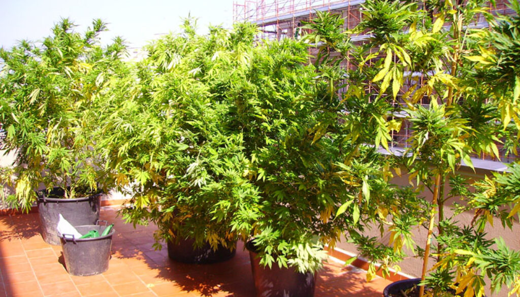 coltivavano piante di marijuana in terrazzo a Prima Porta
