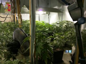 copre l'odore della marijuana col deodorante a Casal del Marmo copre l'odore della marijuana col deodorante a Casal del Marmo