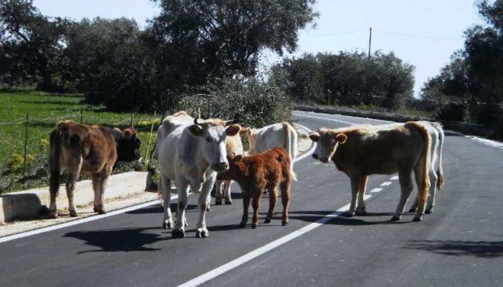 mucche bloccano il traffico a viale Isacco Newton