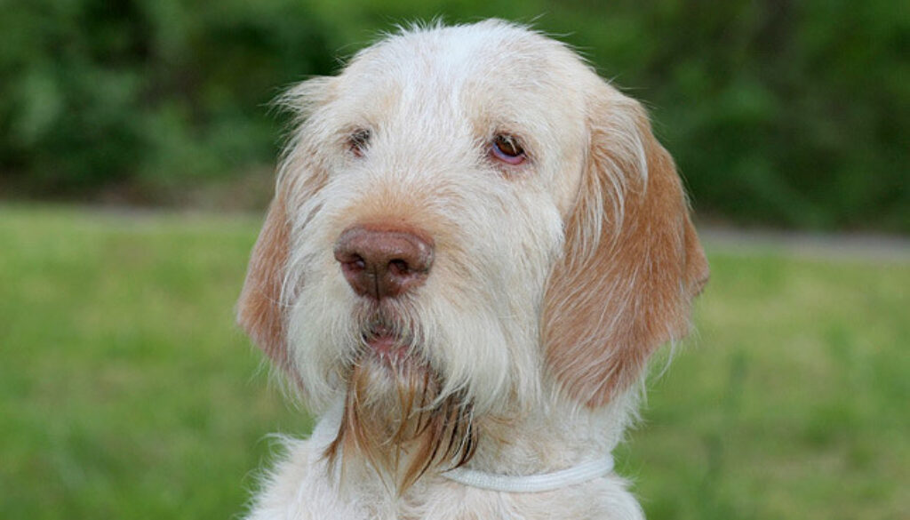 Cane precipita dal sesto piano in zona Prati