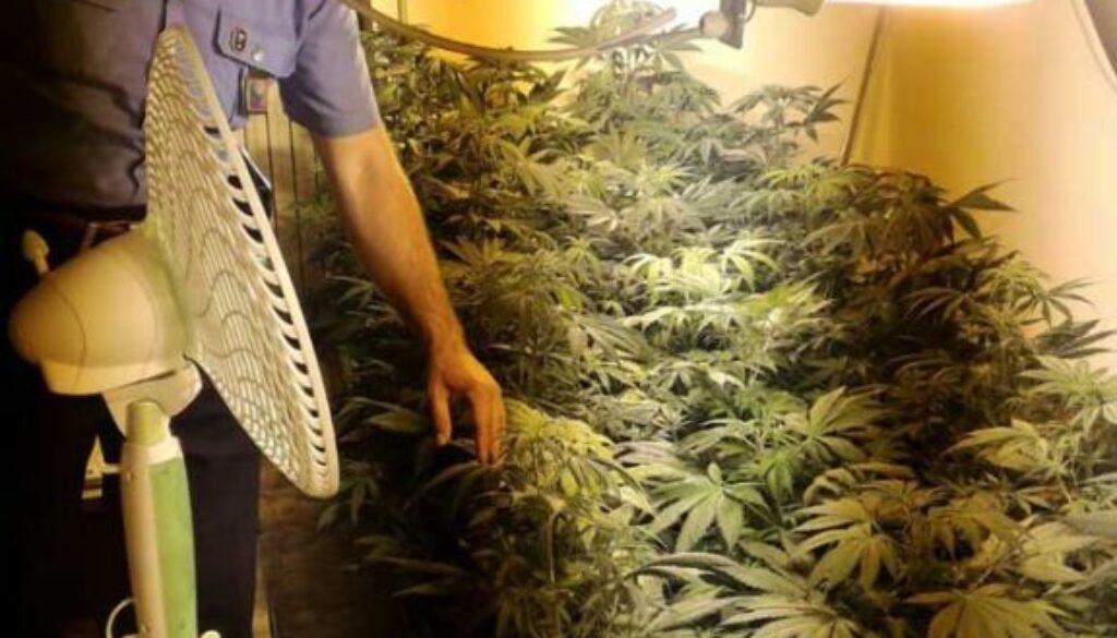 Coltivano marijuana in casa a Tivoli