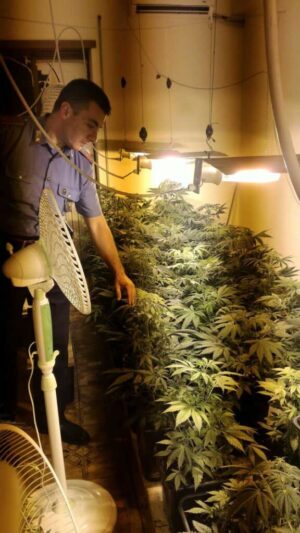 Coltivano marijuana in casa a Tivoli