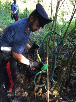 Coltivava marijuana nel Parco di Veio Coltivava marijuana nel Parco di Veio